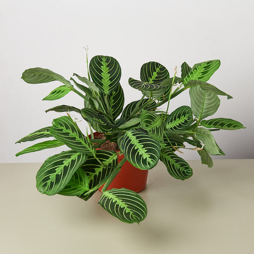 lemon lime prayer plant for sale Maranta 'Lemon Lime'