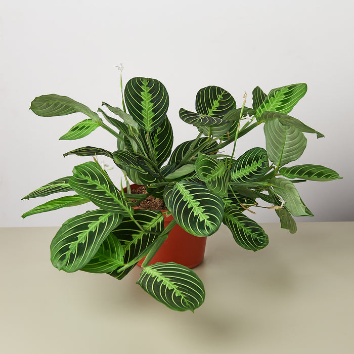 maranta prayer plant for sale Maranta 'Lemon Lime' | Indoor Plant | Tropical Plant | Potted Plant