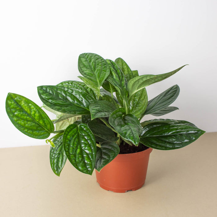 peruvian monstera Monstera 'Peru'