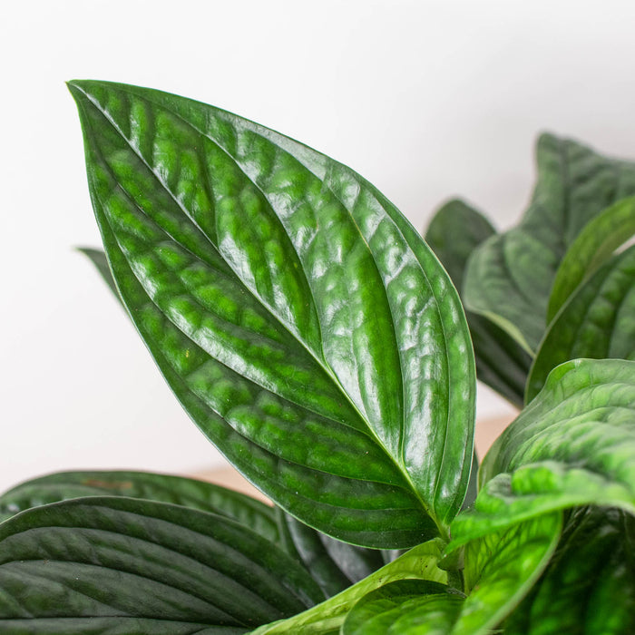monstera peru plant for sale Monstera 'Peru'