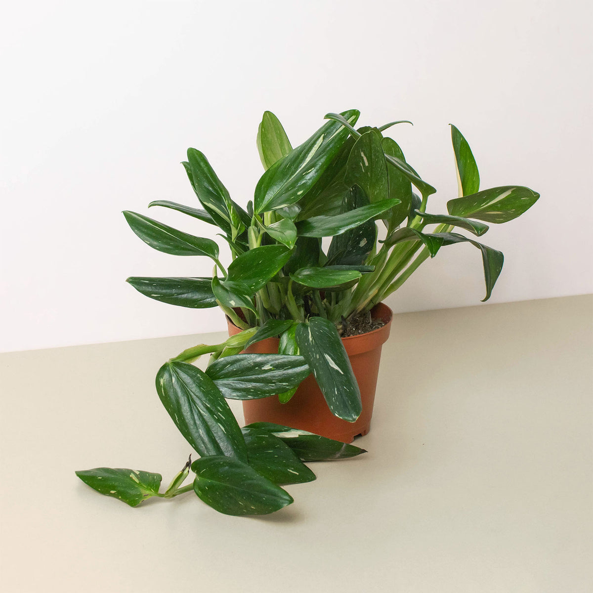 monstera albo standleyana Monstera 'Standeleyana Albo Variegated'