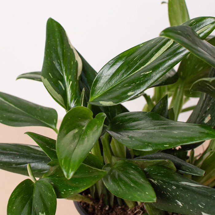 monstera standleyana for sale Monstera 'Standeleyana Albo Variegated' | Indoor Plant | Tropical Plant | Potted Plant
