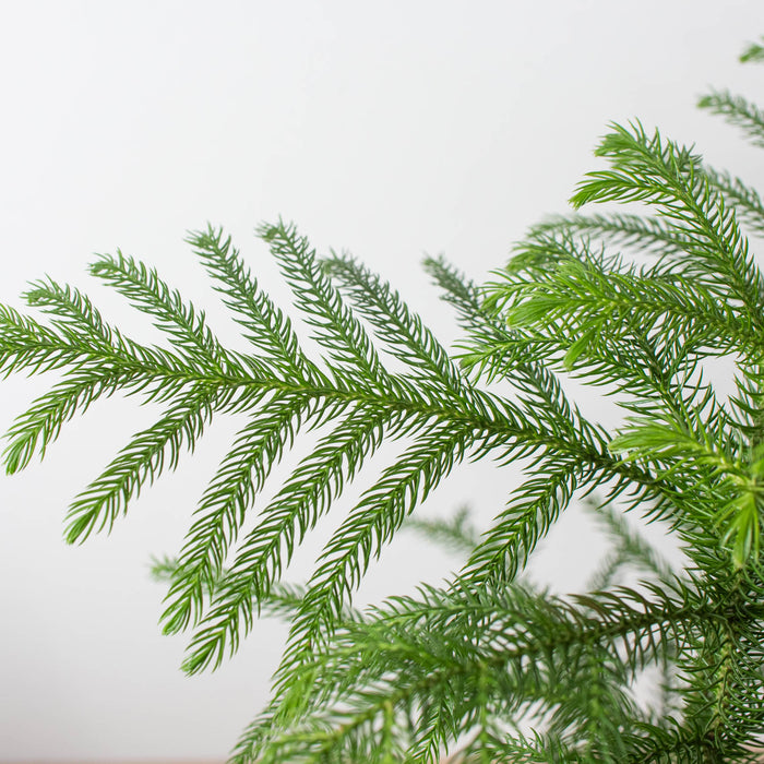 northern pine indoor plant Norfolk 'Island Pine'