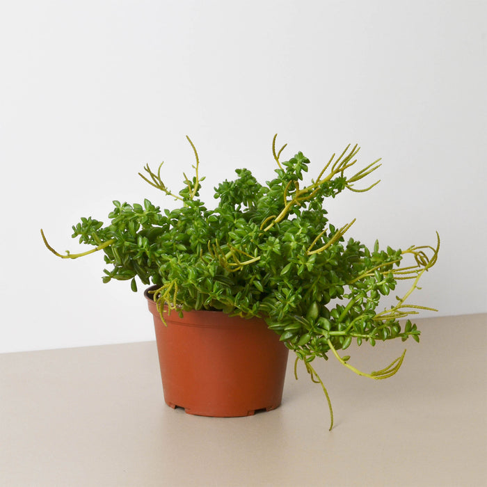 peperomia succulent plant Peperomia 'Axillaris' | Indoor Plant | Tropical Plant | Potted Plant