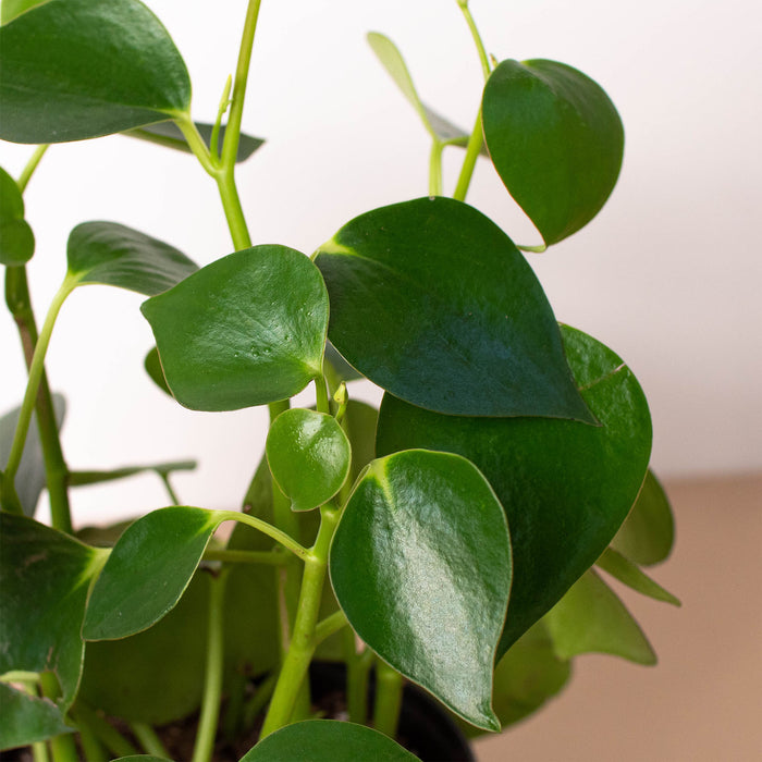 raindrop house plant Peperomia 'Raindrop'