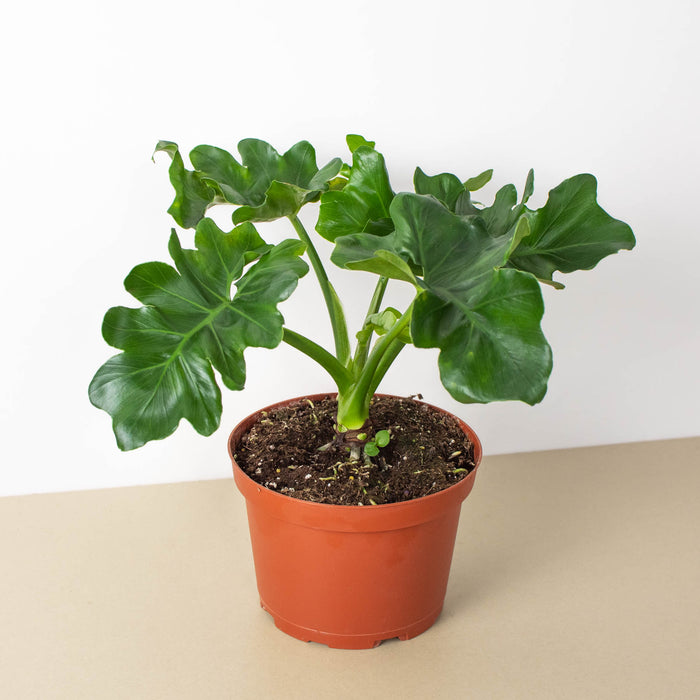 philodendron atom Philodendron 'Atom'