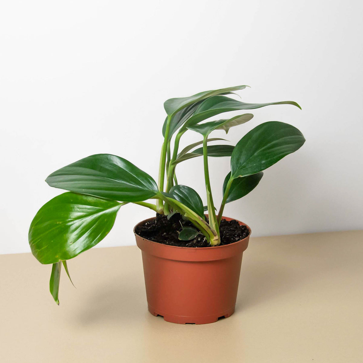 dragon tail plant indoor Philodendron 'Dragon Tail'