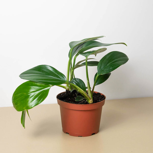 Philodendron 'Dragon Tail' | Indoor Plant | Tropical Plant | Potted Plant