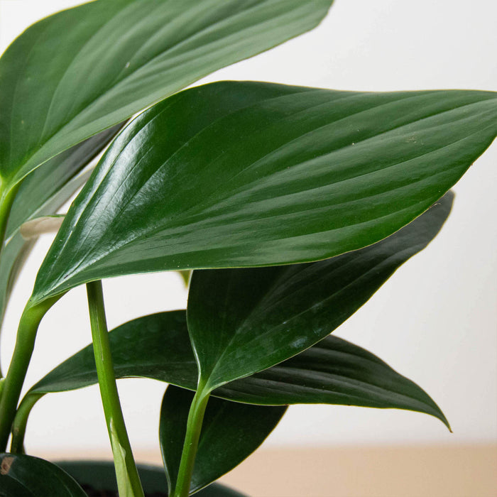 philodendron dragon tail plant Philodendron 'Dragon Tail'