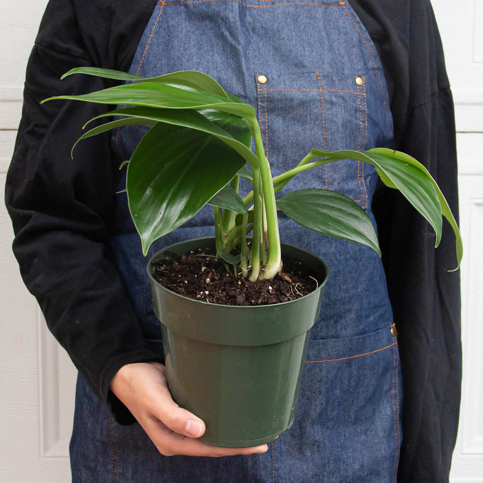 dragon tail philodendron Philodendron 'Dragon Tail'