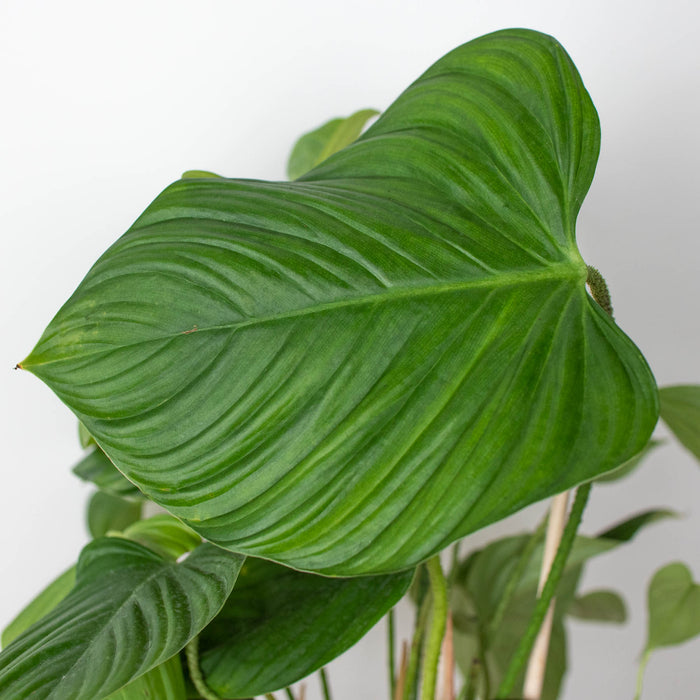 philodendron hairy petioles Philodendron 'Fuzzy Petiole' | Indoor Plant | Tropical Plant | Potted Plant