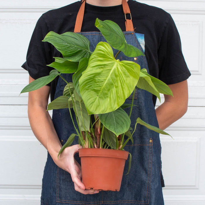 philodendron fuzzy petiole care Philodendron 'Fuzzy Petiole' | Indoor Plant | Tropical Plant | Potted Plant