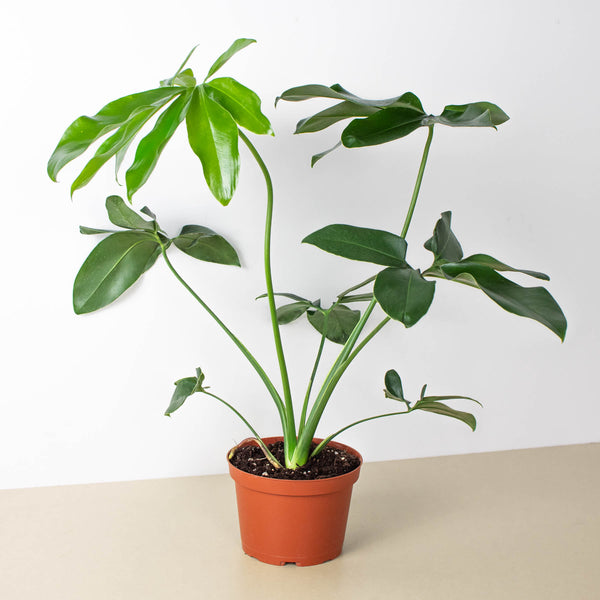 philodendron gordo Philodendron 'Goeldii'