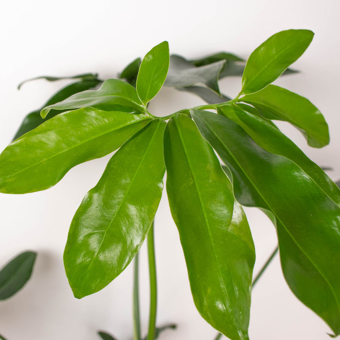 philodendron goldie Philodendron 'Goeldii'