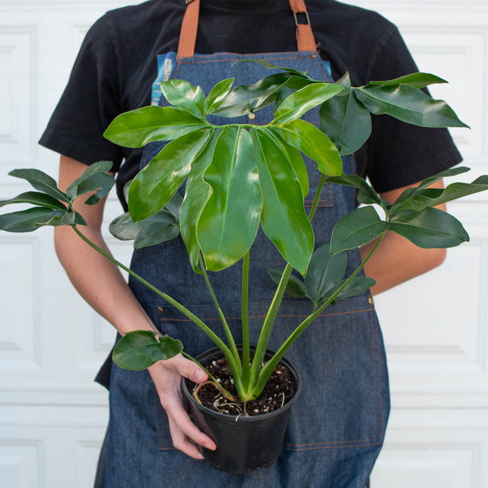 philodendron goeldii juvenile Philodendron 'Goeldii'