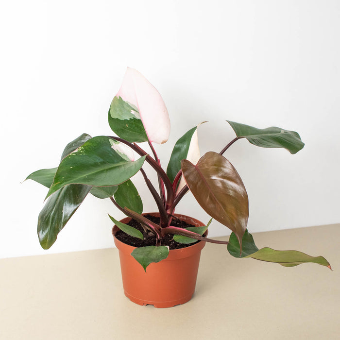philodendron pink princess plant near me Philodendron 'Pink Princess' | Indoor Plant | Tropical Plant | Potted Plant