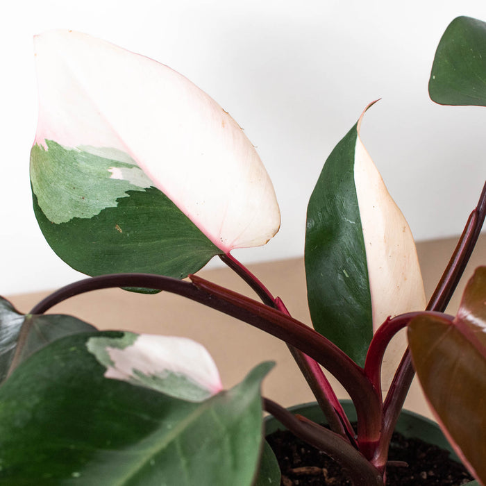 pink princess philodendron price Philodendron 'Pink Princess' | Indoor Plant | Tropical Plant | Potted Plant