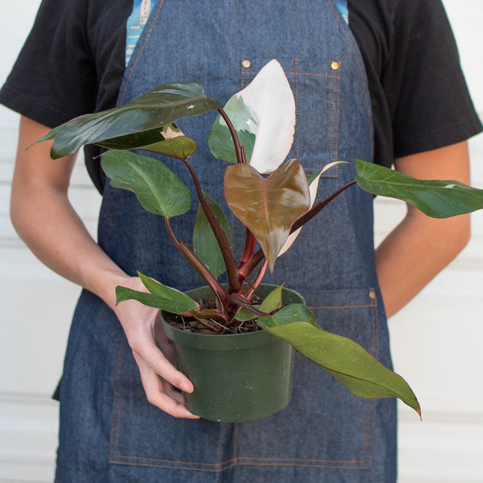 philodendron purchase Philodendron 'Pink Princess' | Indoor Plant | Tropical Plant | Potted Plant