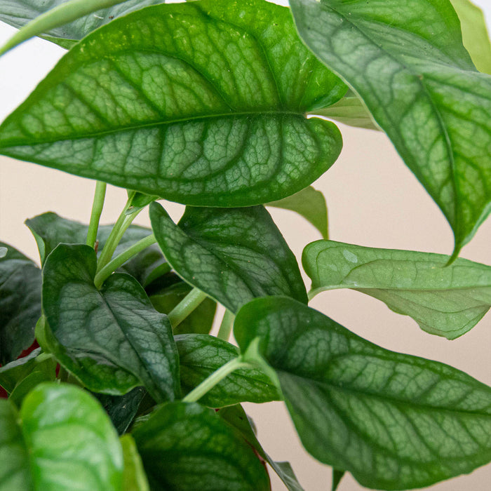 monstera siltepecana philodendron Monstera 'Siltepecana'