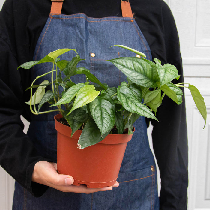 philodendron monstera siltepecana Monstera 'Siltepecana'