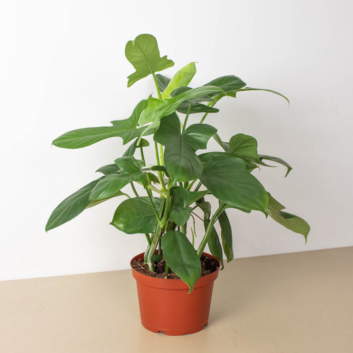 silver sword philodendron for sale Philodendron 'Silver Sword'