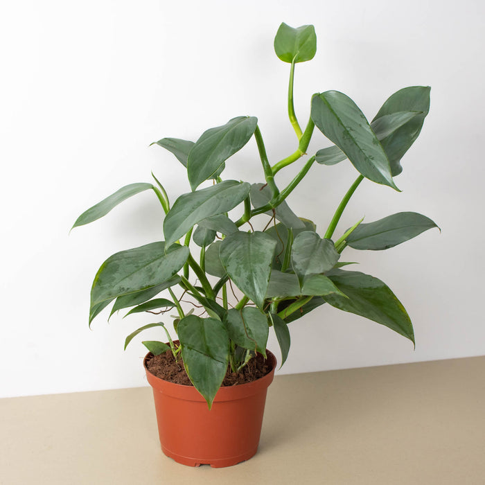 hastatum silver sword philodendron Philodendron 'Silver Sword'