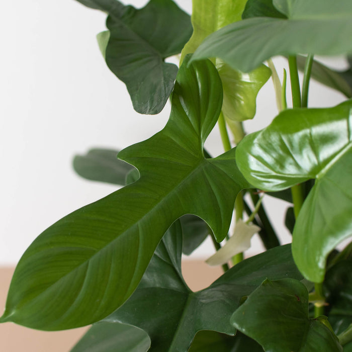 long silver philodendron leaves Philodendron 'Silver Sword' | Indoor Plant | Tropical Plant | Potted Plant
