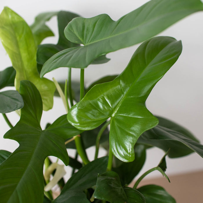 propagating philodendron silver sword Philodendron 'Silver Sword' | Indoor Plant | Tropical Plant | Potted Plant