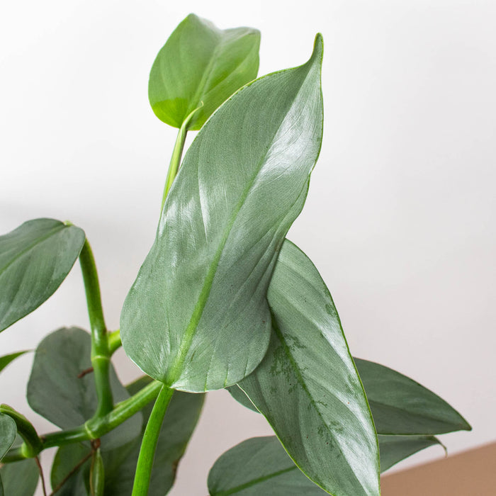 philodendron silver sword plant Philodendron 'Silver Sword' | Indoor Plant | Tropical Plant | Potted Plant