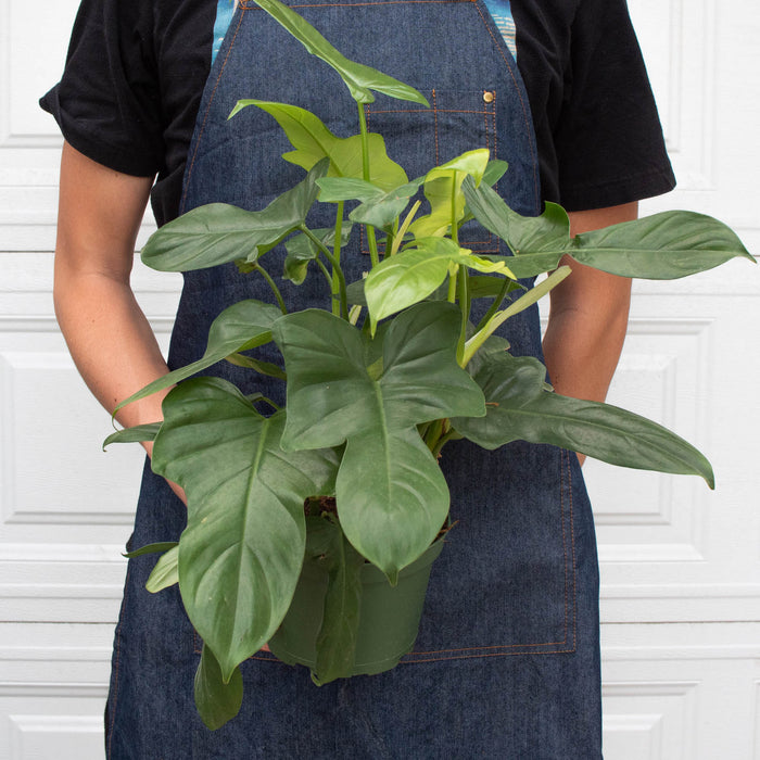 silver sword philodendron light Philodendron 'Silver Sword' | Indoor Plant | Tropical Plant | Potted Plant