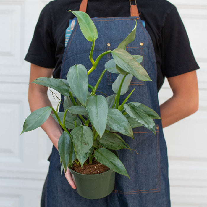 silver sword philodendron hastatum Philodendron 'Silver Sword' | Indoor Plant | Tropical Plant | Potted Plant
