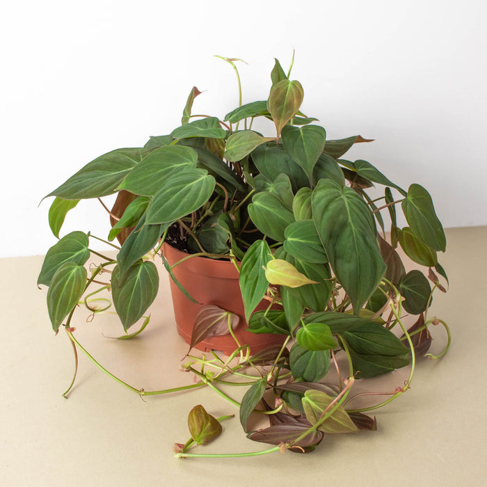 velvet philodendron types Philodendron 'Velvet'