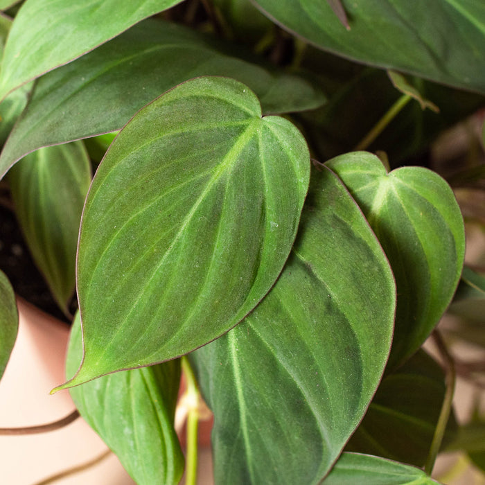 velvet leaf indoor plant Philodendron 'Velvet' | Indoor Plant | Tropical Plant | Potted Plant