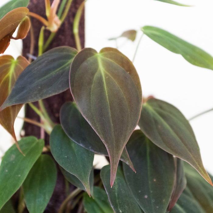 velvet leaf plants indoor Philodendron 'Velvet' | Indoor Plant | Tropical Plant | Potted Plant
