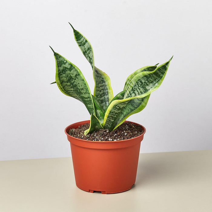 sansevieria twisted Snake Plant 'Twist'