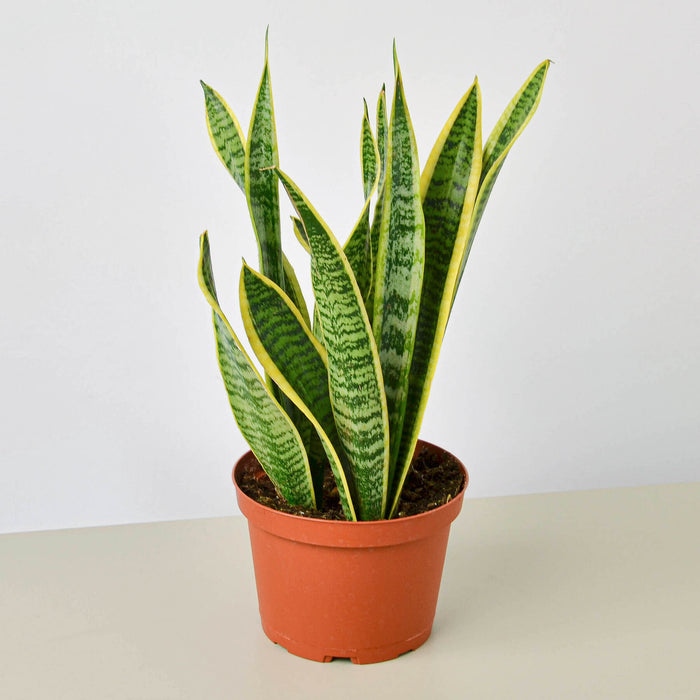 scientific name snake plant Snake Plant 'Laurentii'
