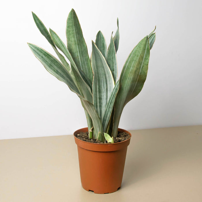 siam silver snake plant Snake Plant 'Sayuri'
