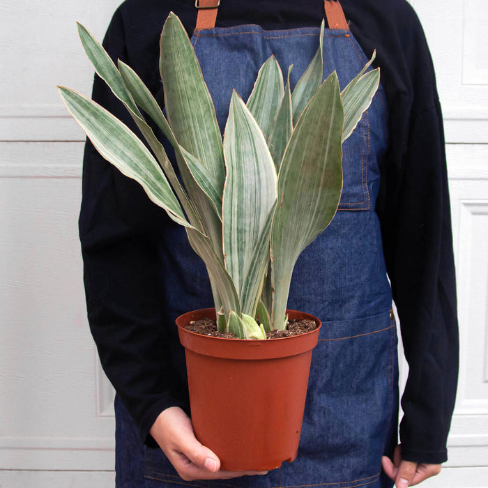 silver siam sansevieria Snake Plant 'Sayuri' | Indoor Plant | Tropical Plant | Potted Plant