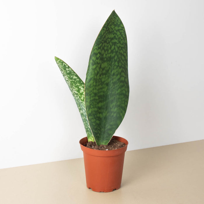 whale fin snake plant for sale Shark Fin Snake Plant