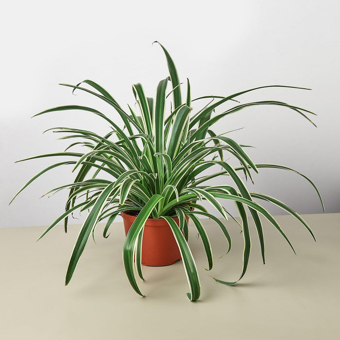 spider plant where to buy Spider Plant 'Reverse'