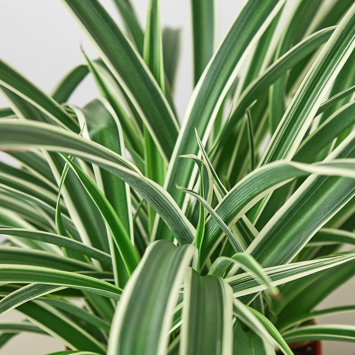 cost of spider plant Spider Plant 'Reverse' | Indoor Plant | Tropical Plant | Potted Plant
