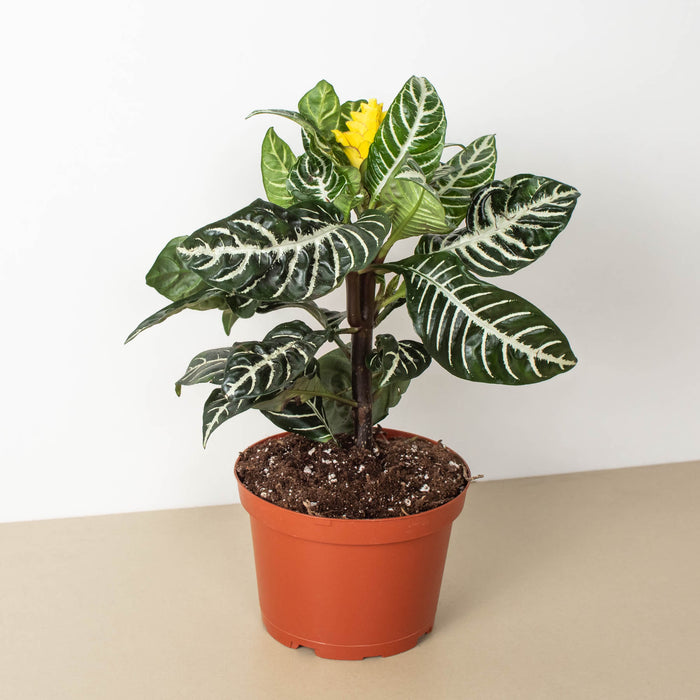 Zebra Plant (aphelandra Squarrosa) Ship in 6" Pot Zebra Plant (aphelandra Squarrosa) Ship in 6" Pot