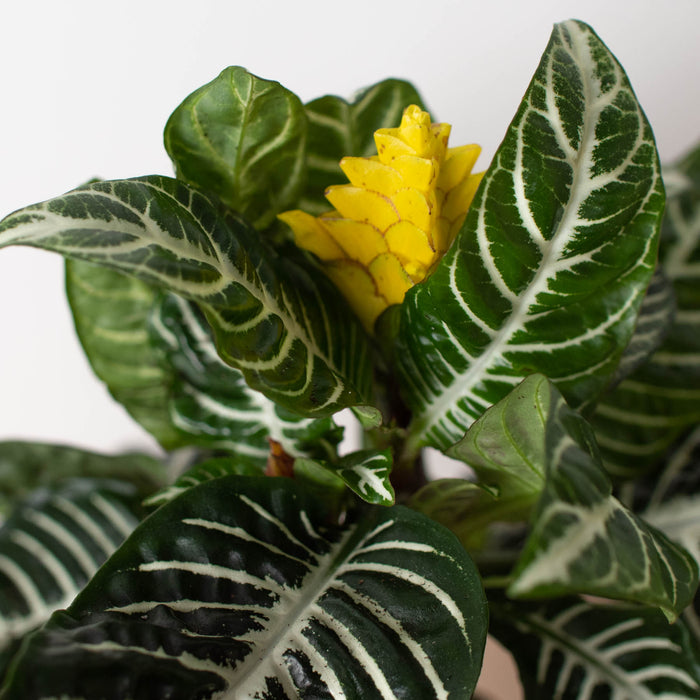 zebra house plant Zebra 'Aphelandra'