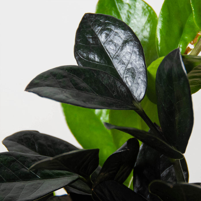 dark green zz plant ZZ Zamioculcas 'Black Queen'