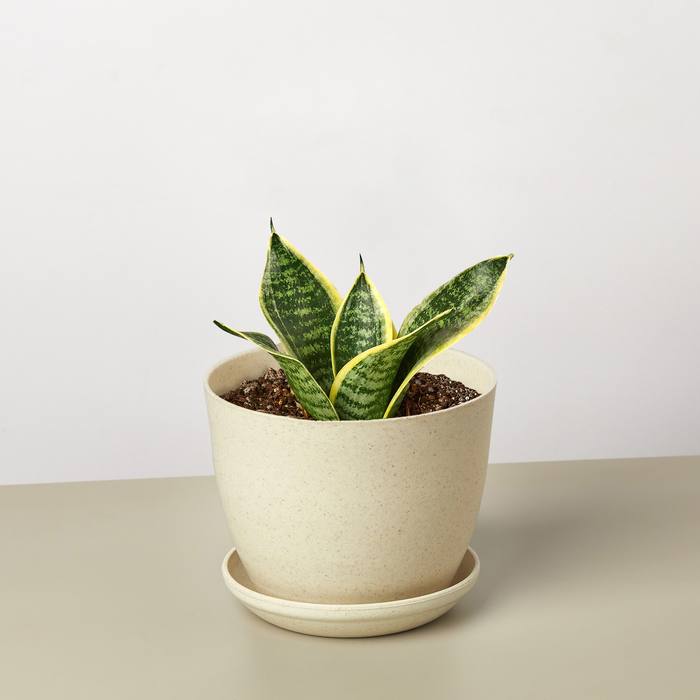 where to buy snake plant near me Snake Plant 'Laurentii Dwarf' | Indoor Plant | Tropical Plant | Potted Plant