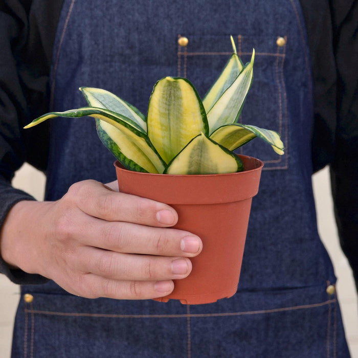 golden hahnii snake plants Snake Plant 'Gold Hahnii' | Indoor Plant | Sansevieria | Potted Plant