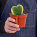Hoya 'Sweetheart Variegated' - House Plant Shop