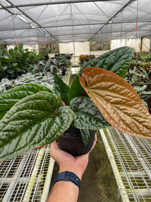 anthurium for sale Anthurium 'Radicans x Luxurians' | Indoor Plant | Tropical Plant | Potted Plant