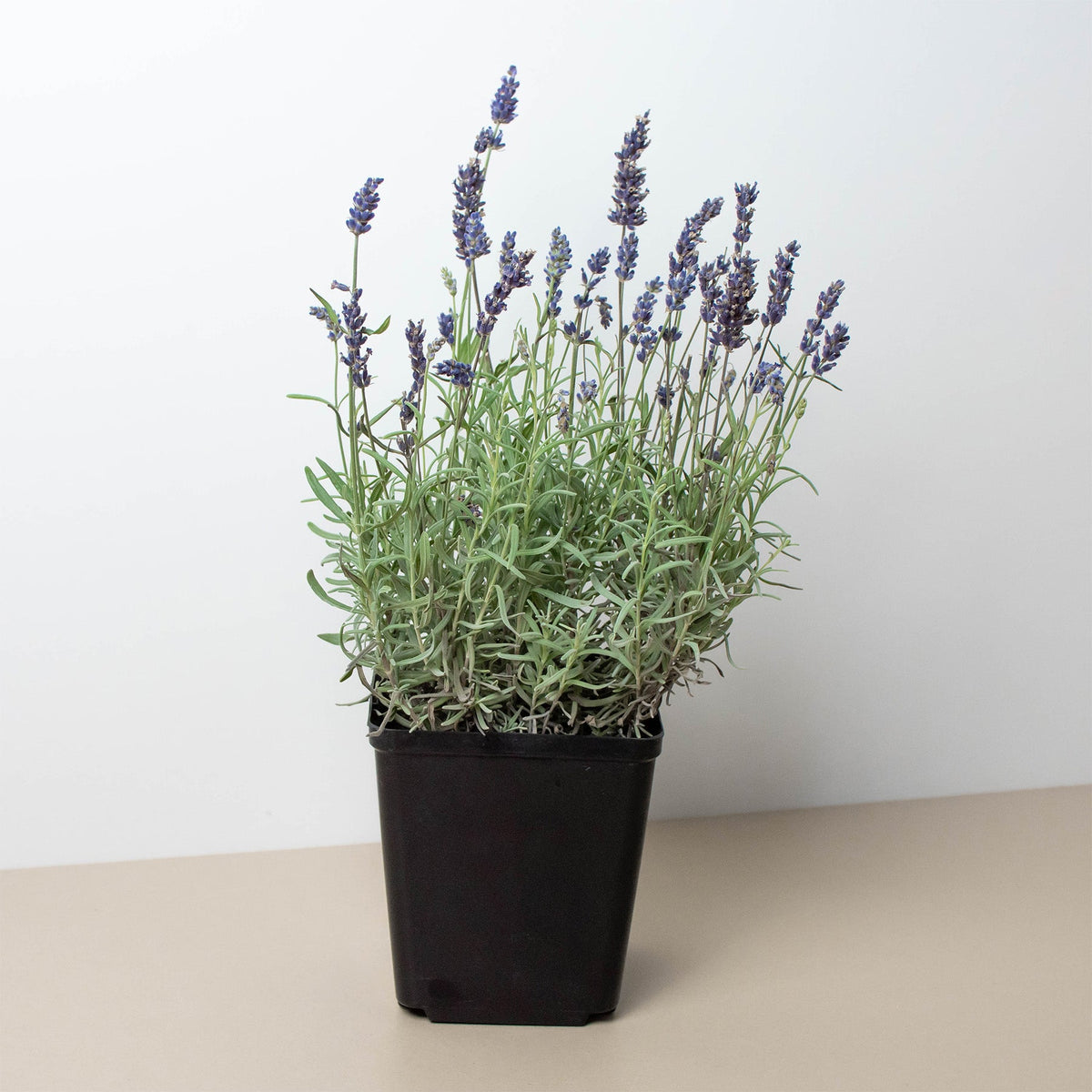 Lavender, Lavendula angustifolia, Live Plant in 3–4-inch Pot