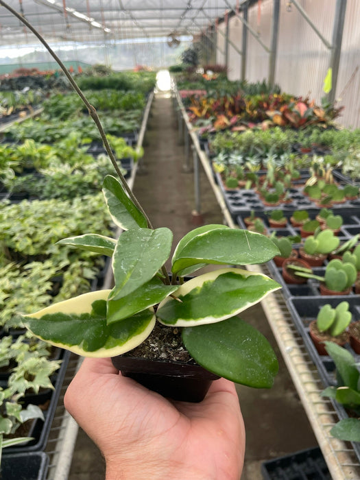 tricolor plant indoors Hoya Carnosa 'Tricolor' | Indoor Plant | Tropical Plant | Potted Plant